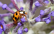 harlequin or multicolored Asian (Harmonia axyridis)